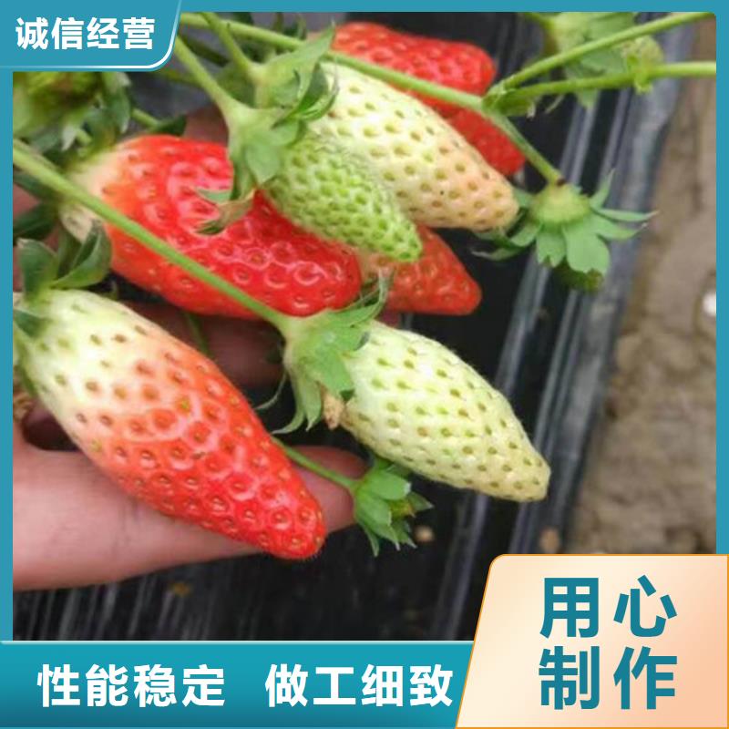 草莓苗大棚草莓苗产品实拍