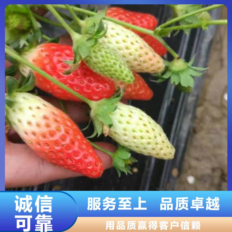 【草莓苗_西梅树苗超产品在细节】