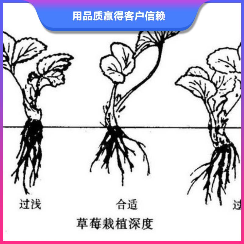 哪里供应红颊草莓苗，红颊草莓苗种植地区