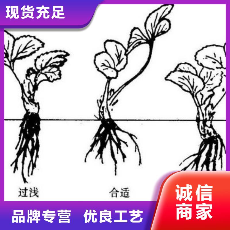 白果草莓苗适应土地