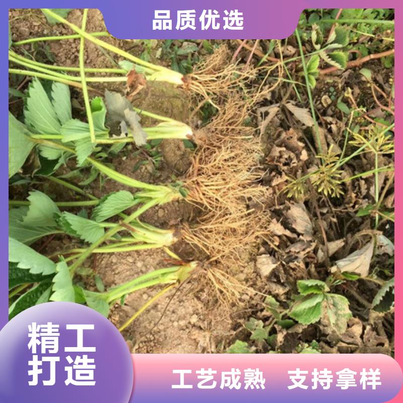 草莓苗桃树苗厂家直销供货稳定