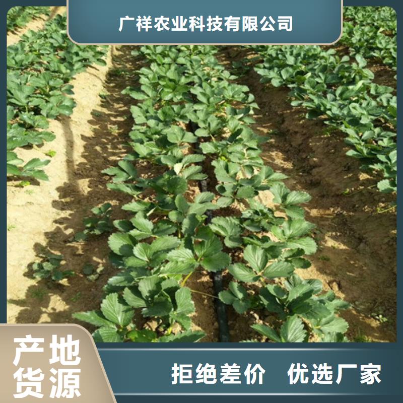 【草莓苗】果树苗批发基地多种规格可选