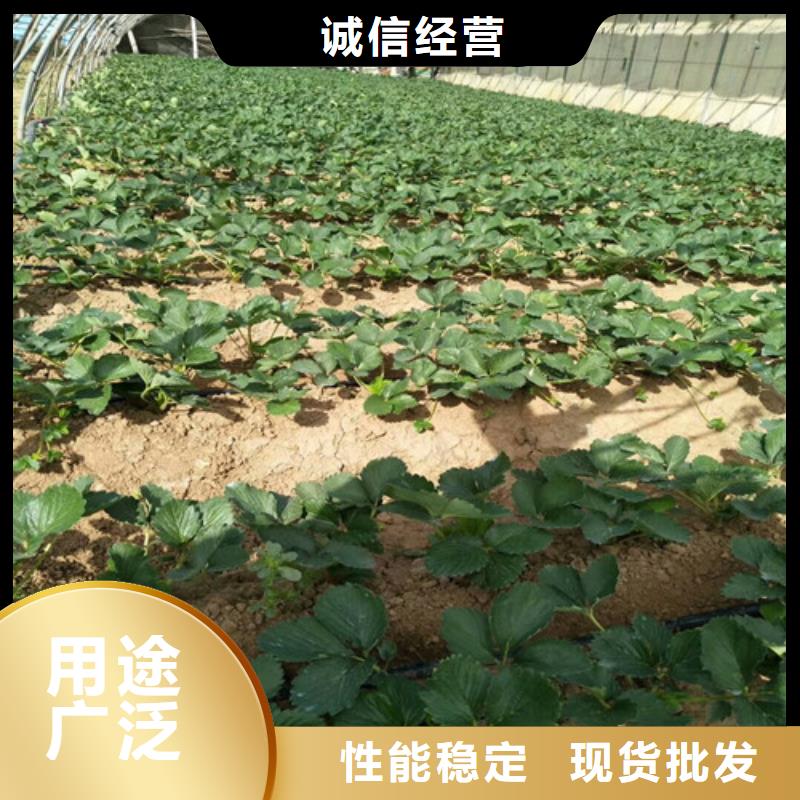 【草莓苗】桃树苗基地多种优势放心选择