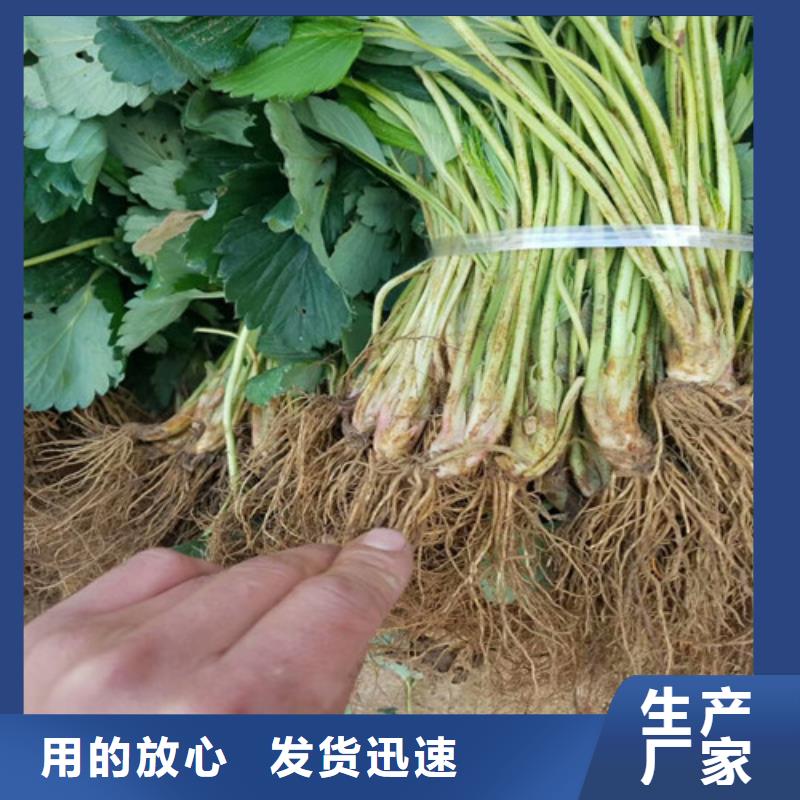 草莓苗桃树苗厂家直销供货稳定