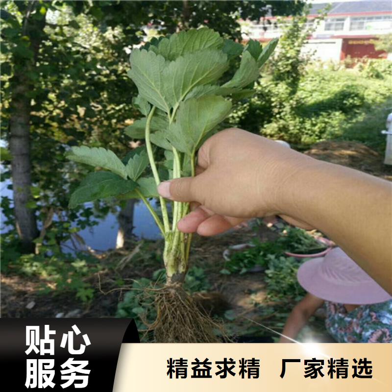 草莓苗-大棚草莓苗实拍品质保障