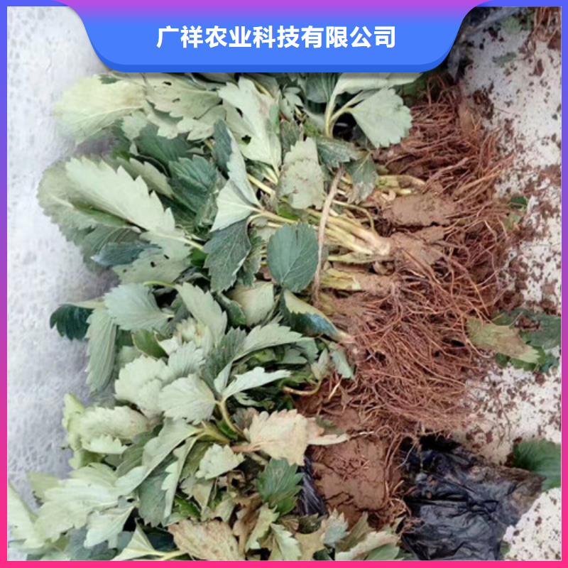 奶油草莓苗低价批发