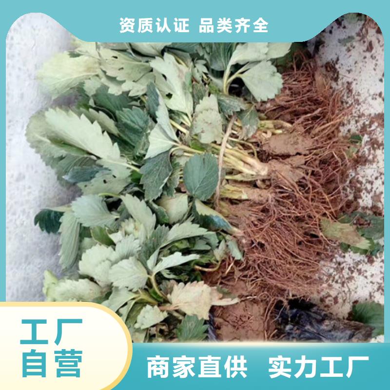 宁玉草莓苗高产丰收