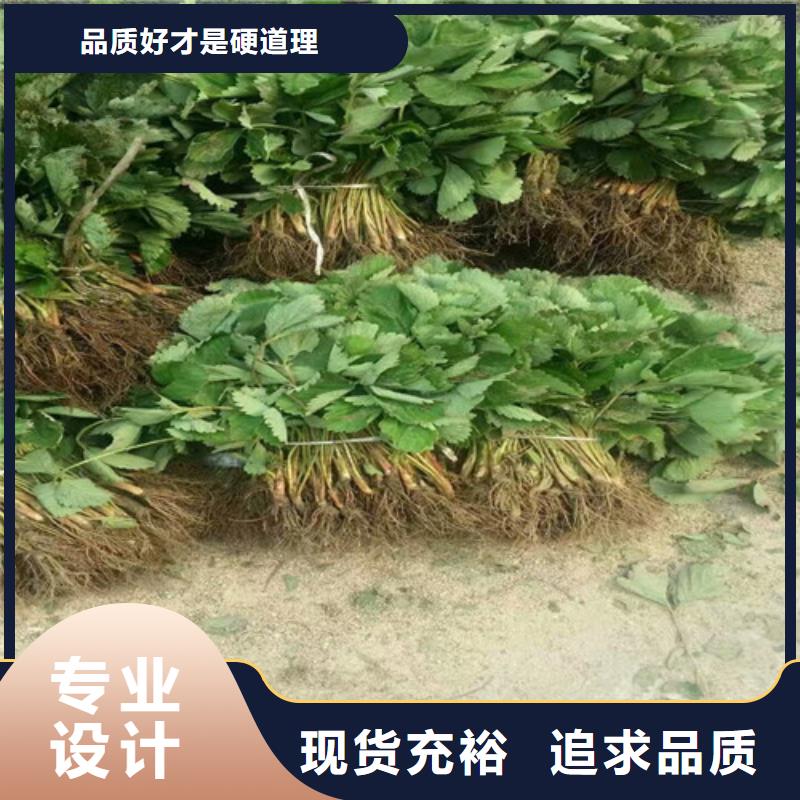 草莓苗果树苗批发基地安心购