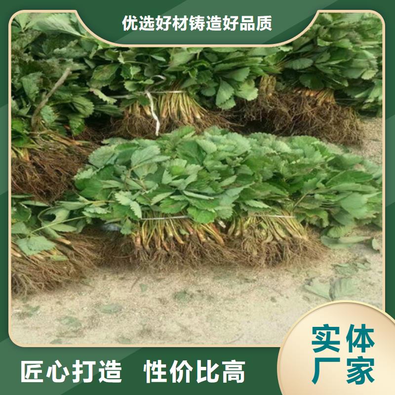 宁玉草莓苗质量保真