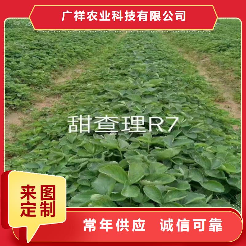 供应妙香草莓苗，妙香草莓苗便宜价格