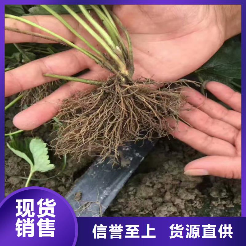 精选妙香草莓苗厂家