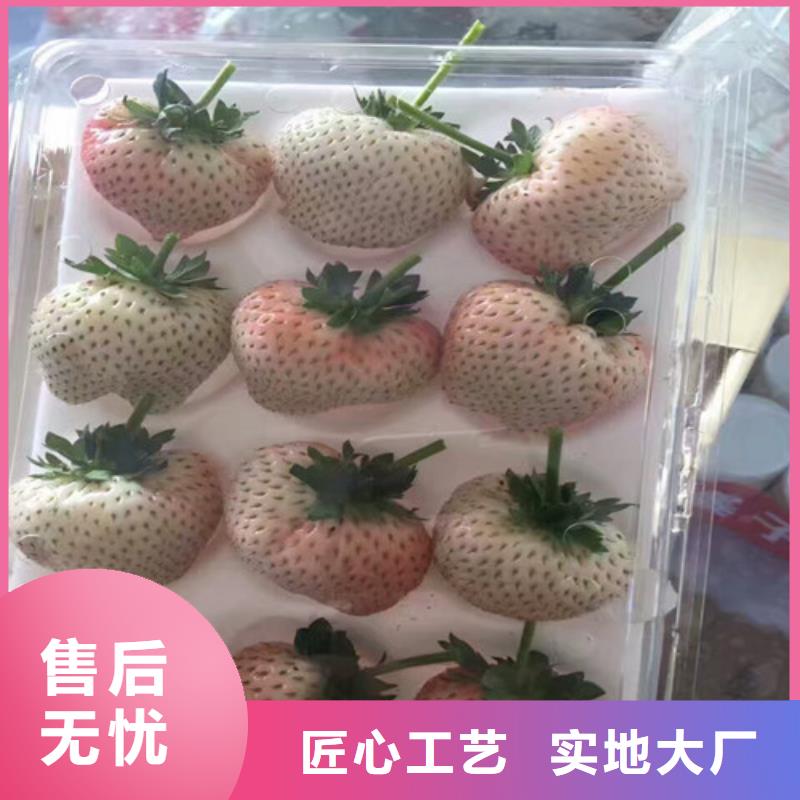 红颊草莓苗