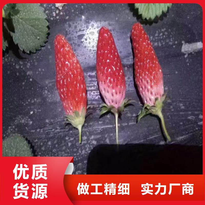 草莓种苗品种齐全