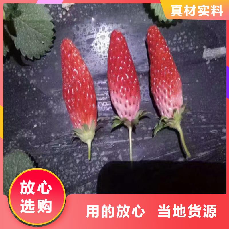 红颜草莓苗企业-大品牌