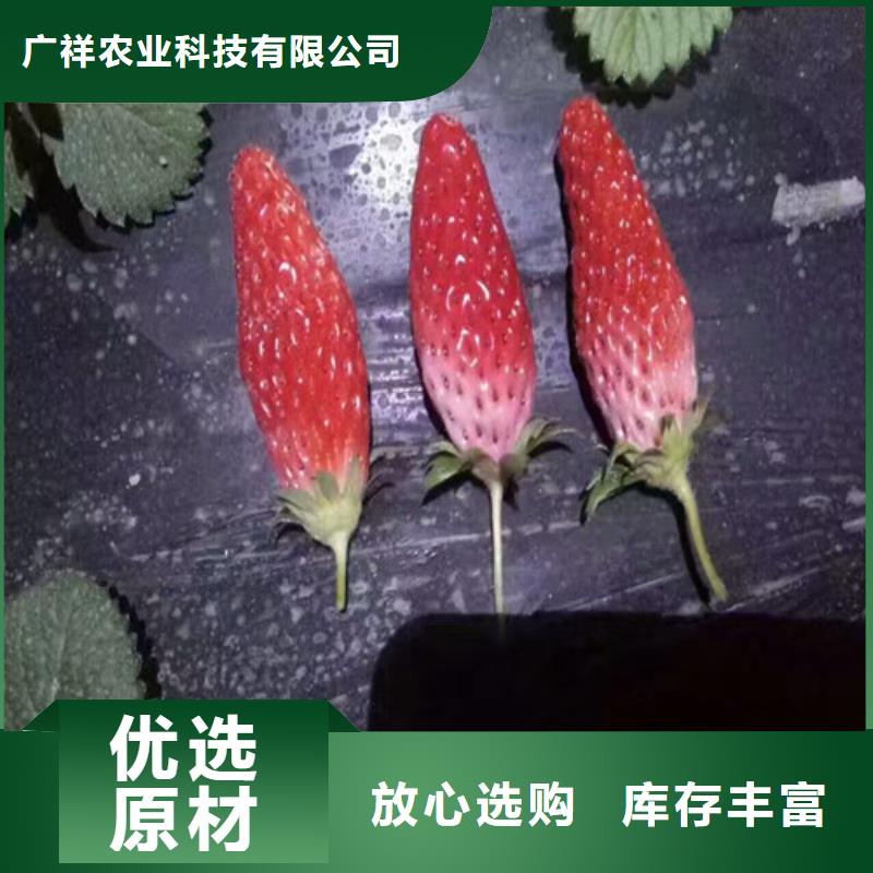 隋珠草莓苗品种选择