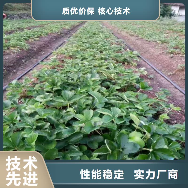 一年生红99草莓苗，红99草莓苗厂家供应