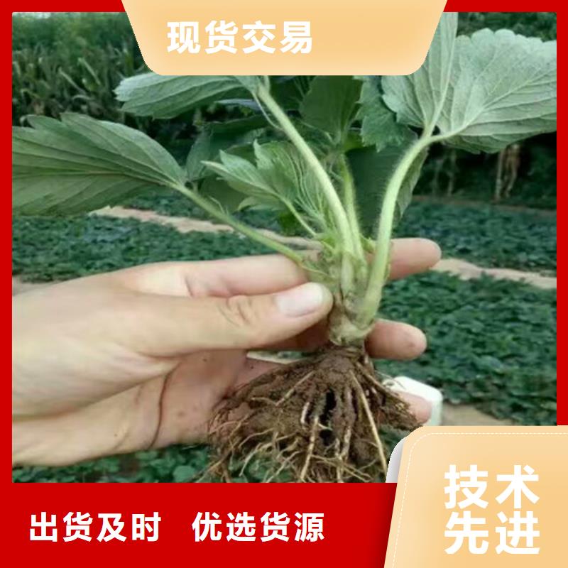 大棚草莓苗批发价格