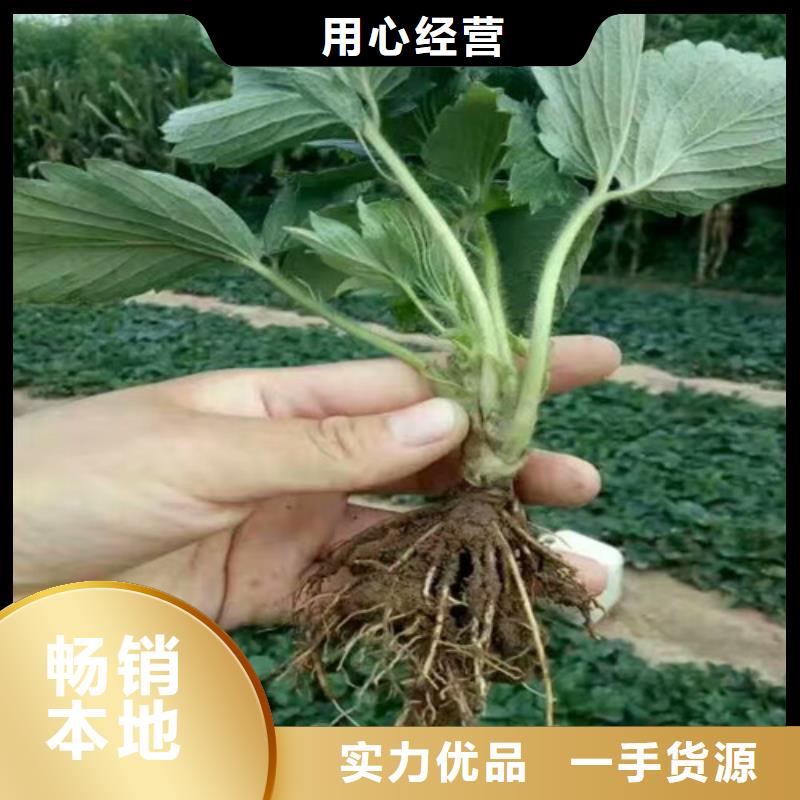 甜宝草莓苗品种齐全