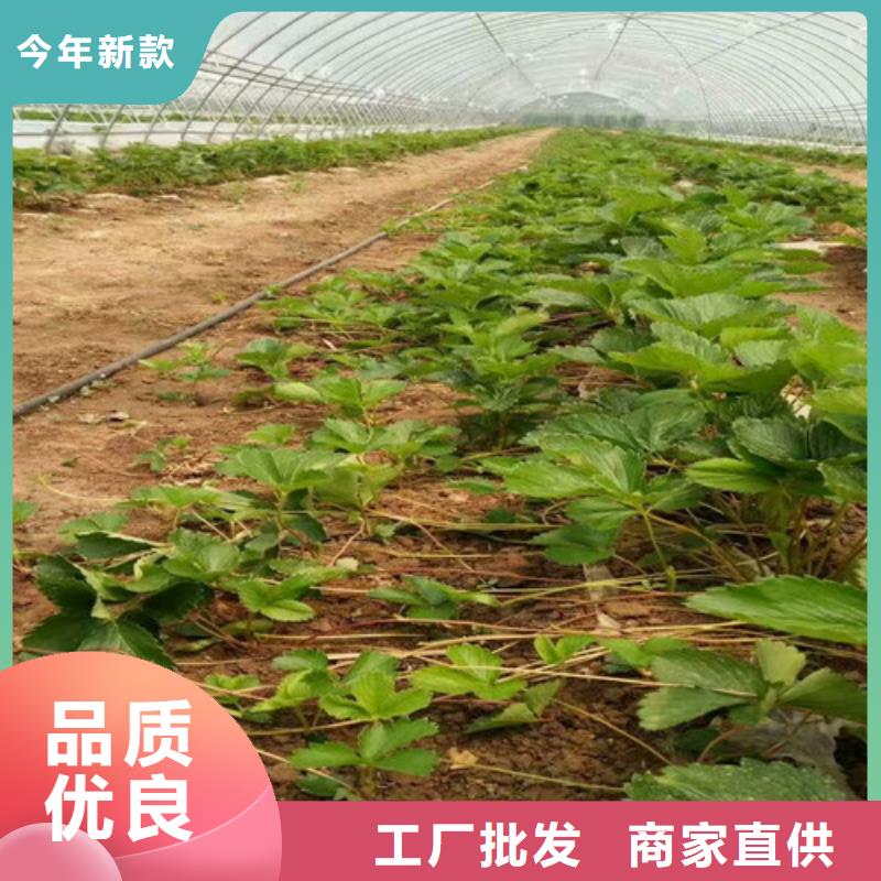 妙香7号草莓苗种苗