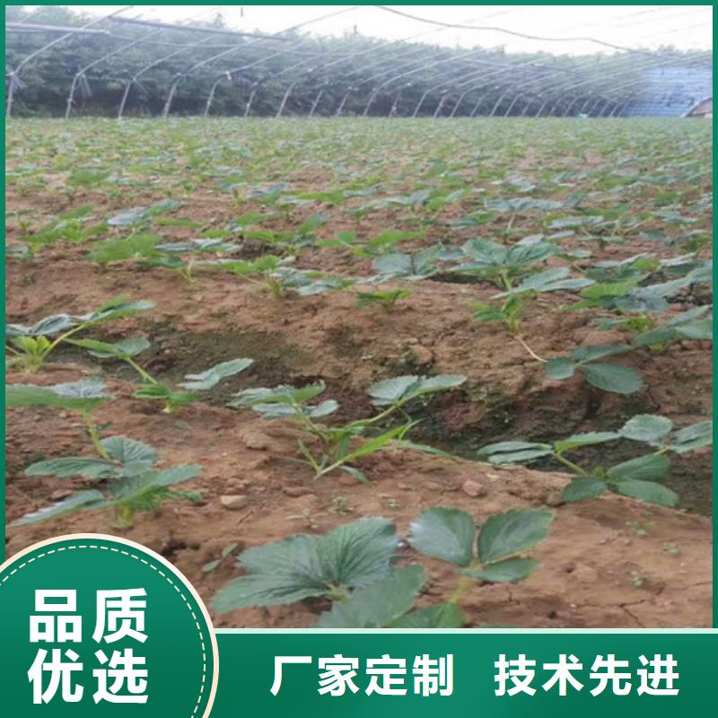 妙香7号草莓苗种苗