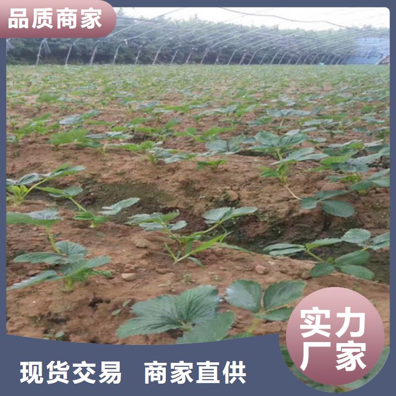 白雪公主草莓苗基地批发