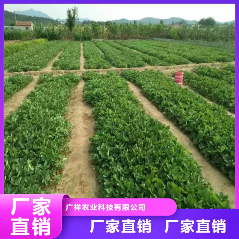 香蕉草莓苗哪里有批发的