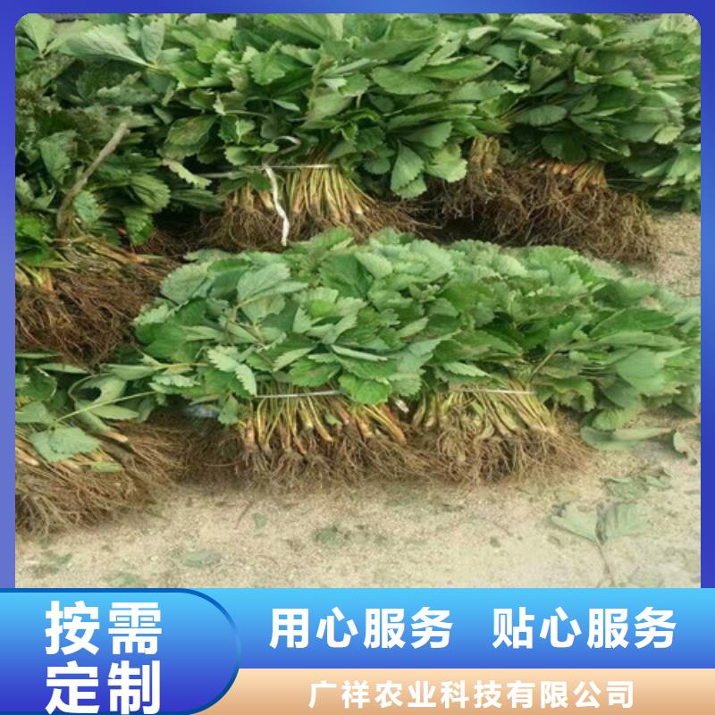 香野草莓苗哪里好