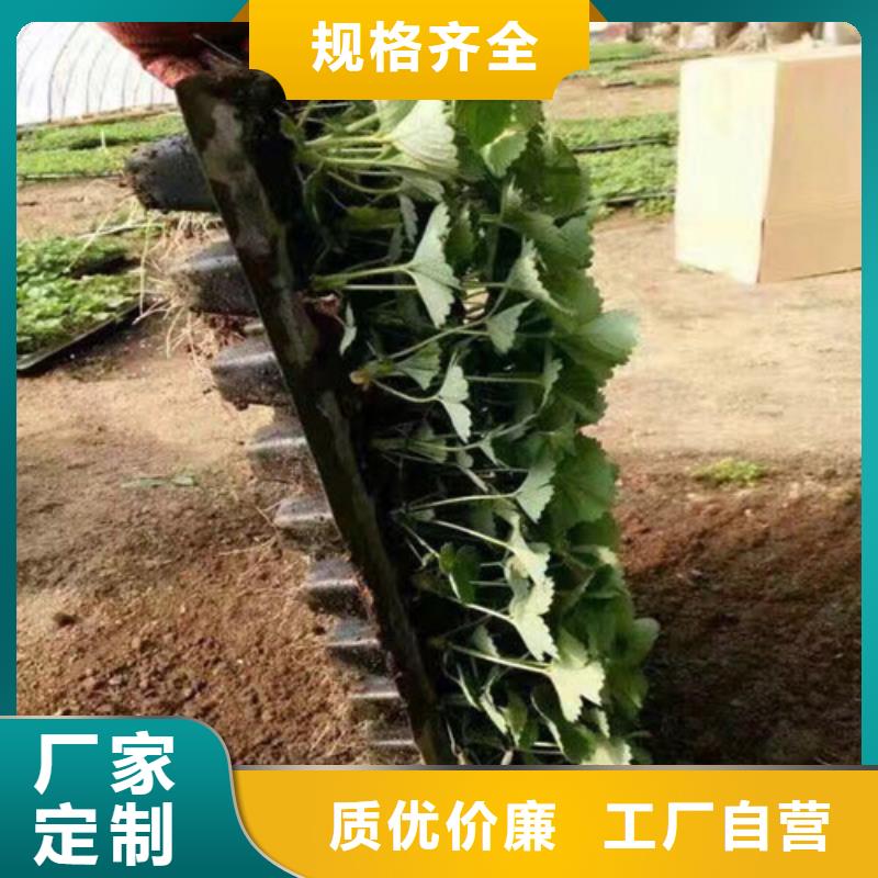 草莓苗黄桃树苗生产加工