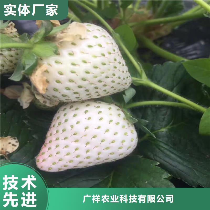 【草莓苗黄金苹果树苗基地用心提升细节】