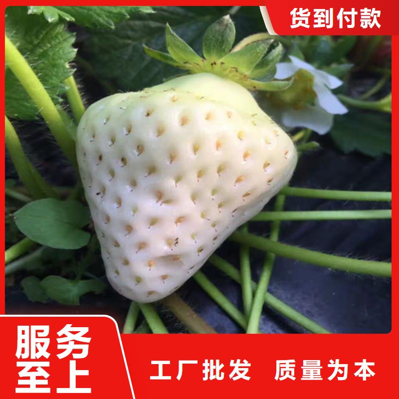 艳丽草莓苗