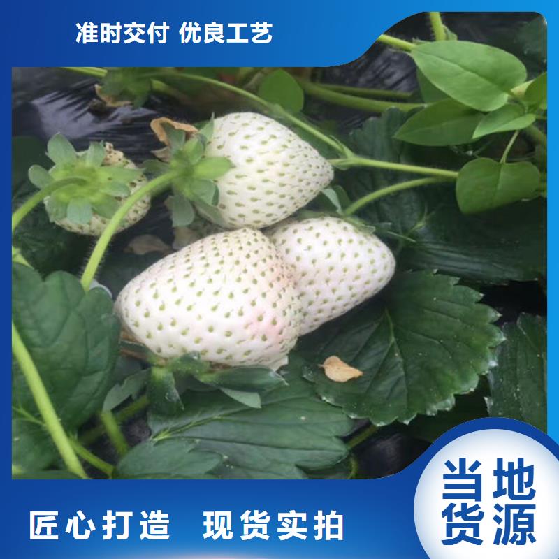 隋珠草莓苗批发