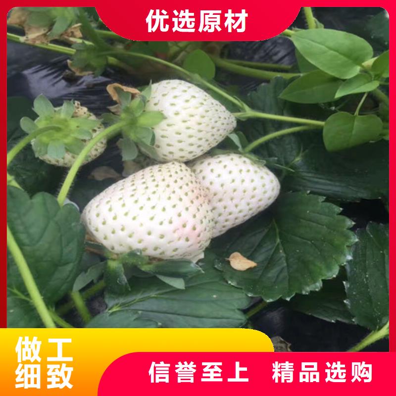 草莓苗草莓苗价格同行低价