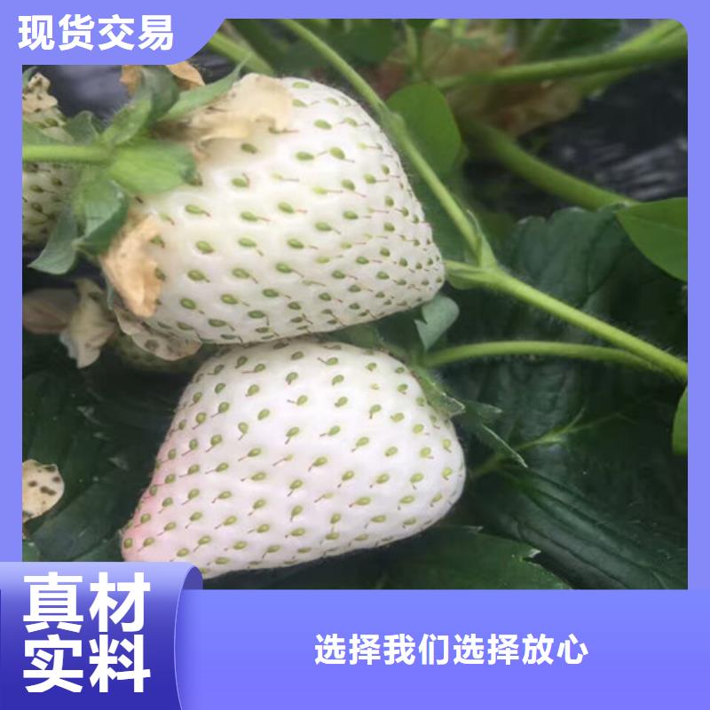 找白草莓苗实体大厂