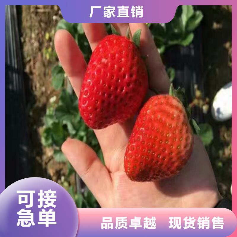 【草莓苗】果树苗批发基地多种规格可选