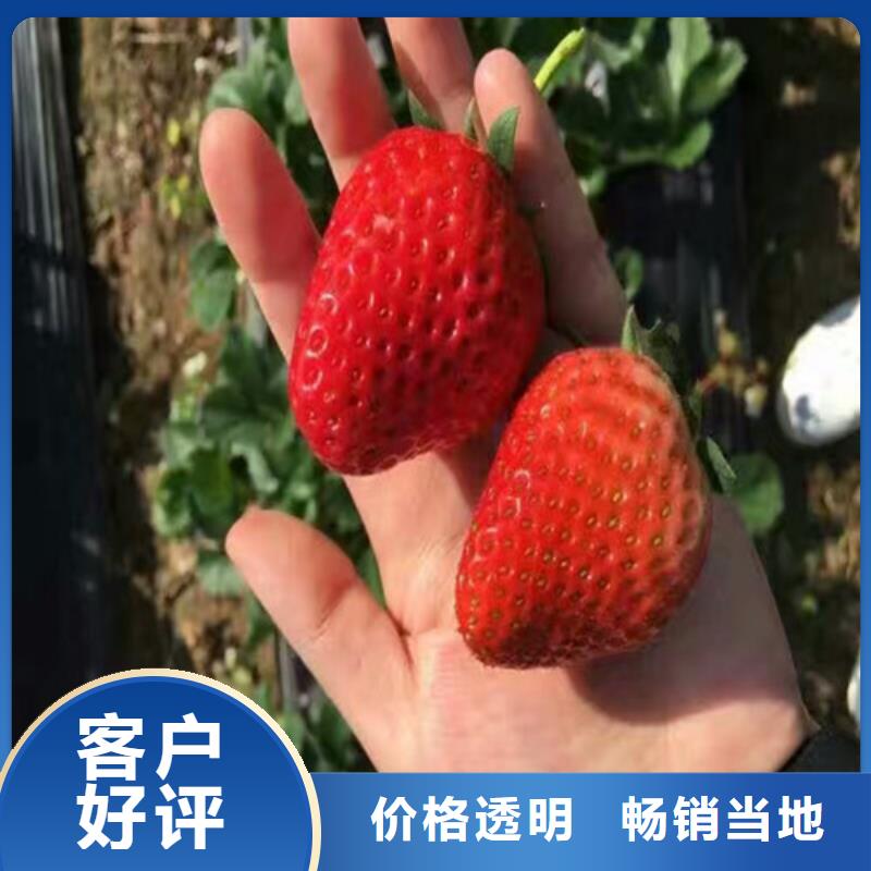 出售妙香草莓苗，妙香草莓苗哪里好