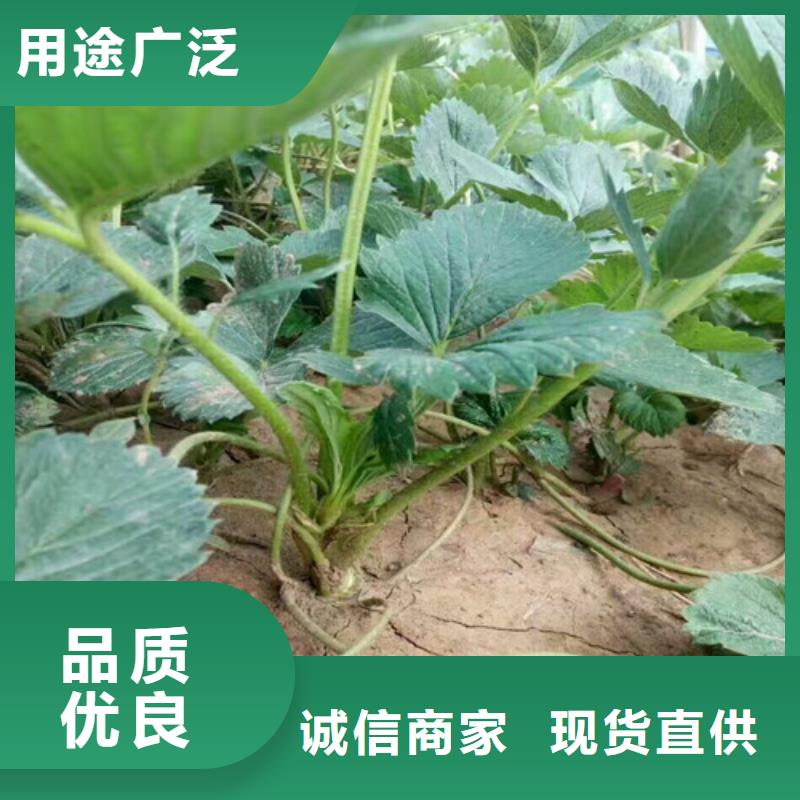 【草莓苗】桃树苗专业完善售后