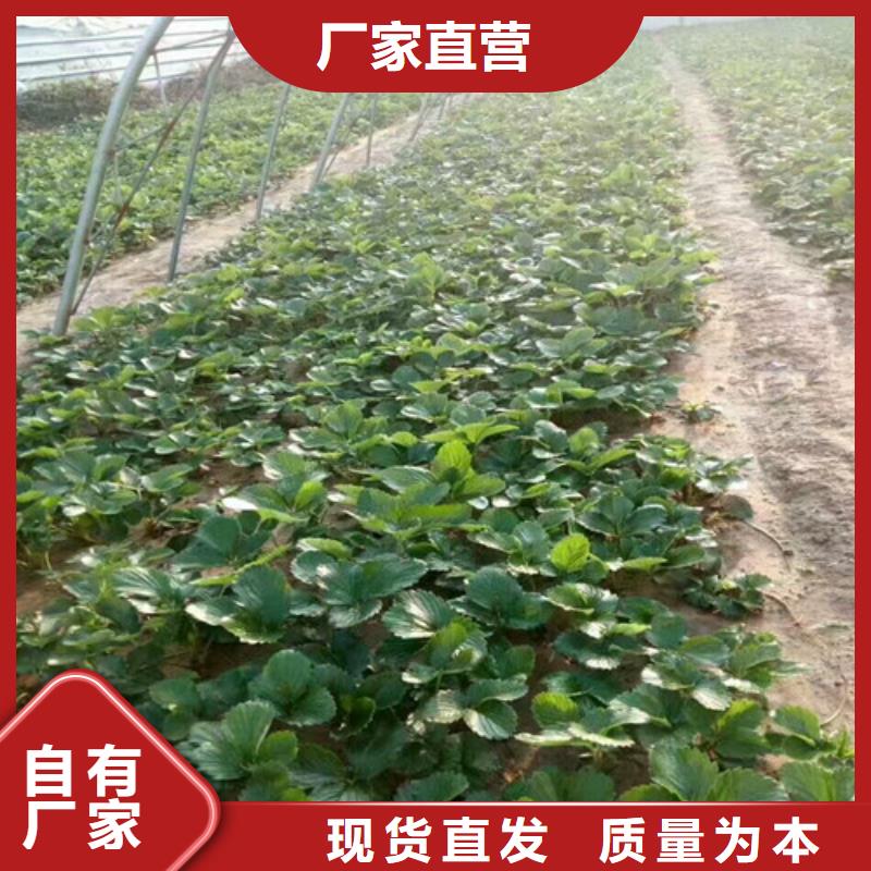 【草莓苗黄金苹果树苗品牌大厂家】