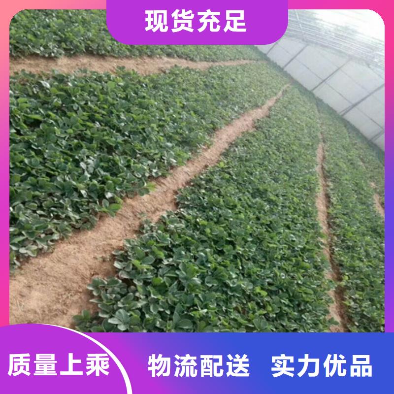 【草莓苗红油香椿树苗多种规格可选】