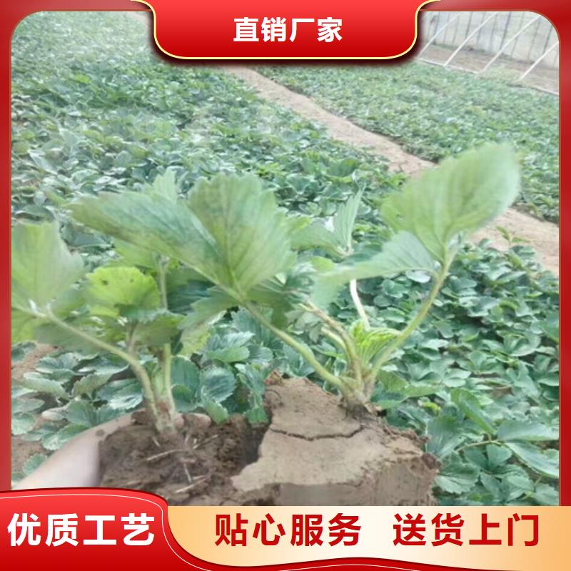 奶油草莓苗低价批发