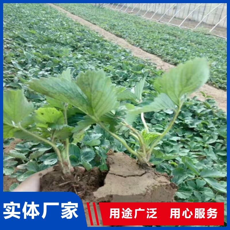 【草莓苗_草莓苗价格真材实料】