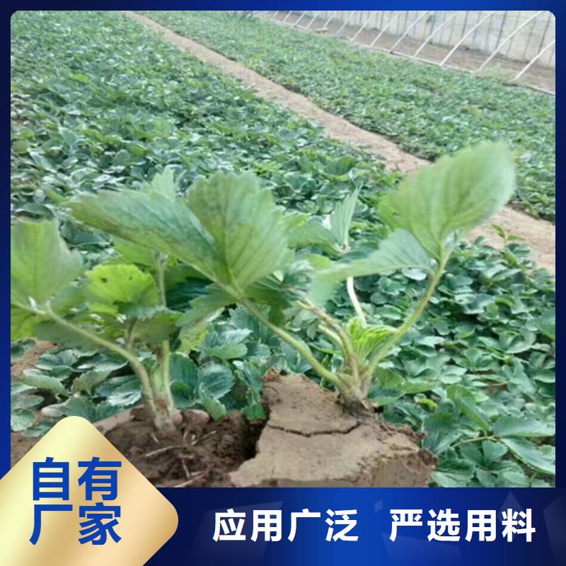 草莓苗苹果苗品质保障售后无忧