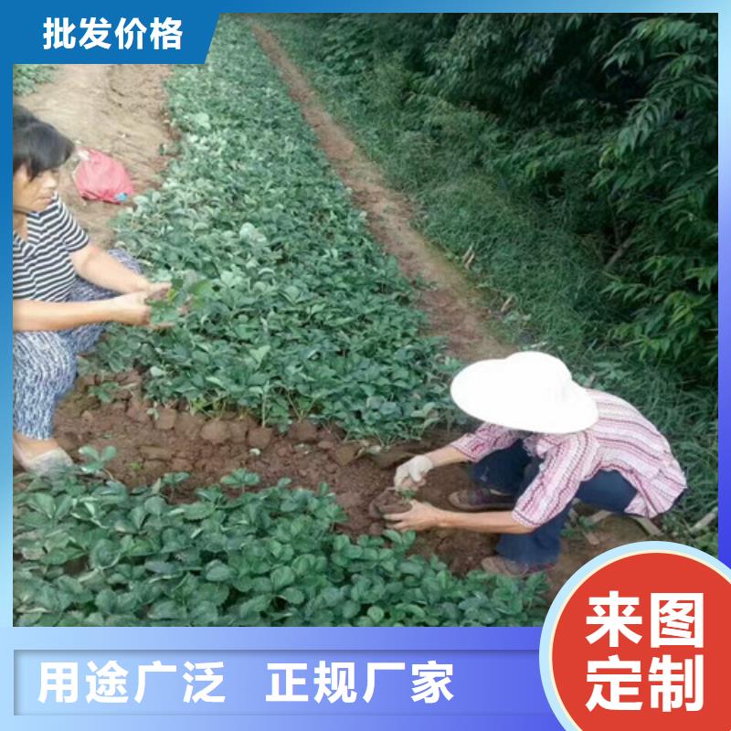 白果草莓苗哪里有批发的