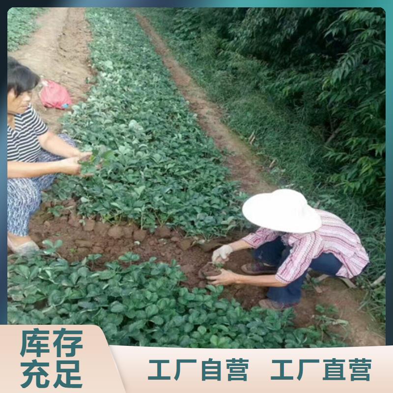 奶油草莓苗低价批发