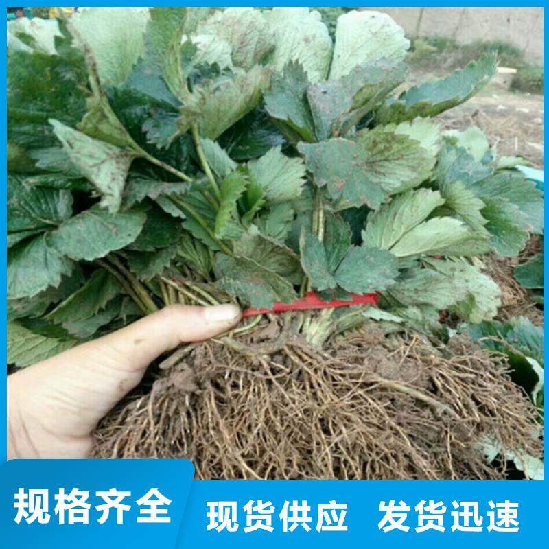 【草莓苗黄金苹果树苗基地用心提升细节】