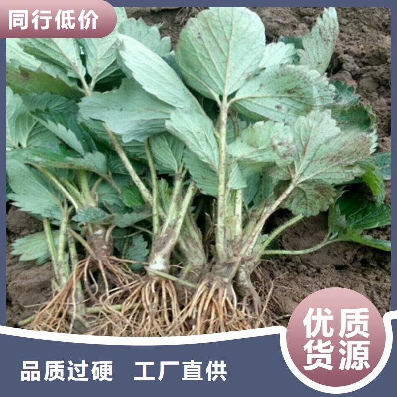 实力雄厚的妙香草莓苗加工厂家