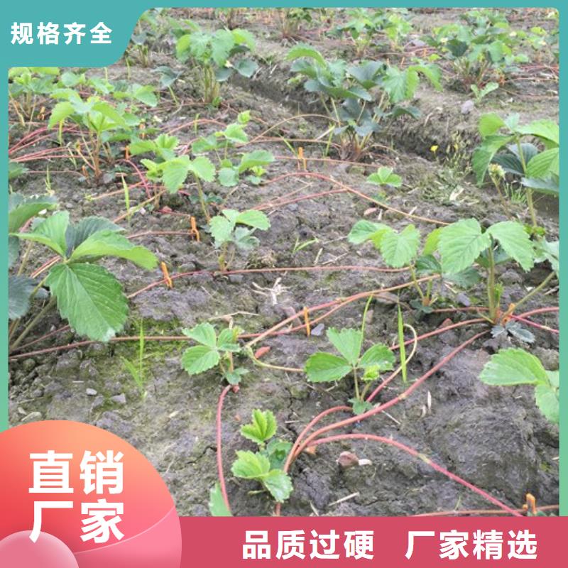 草莓苗苹果苗品质保障售后无忧