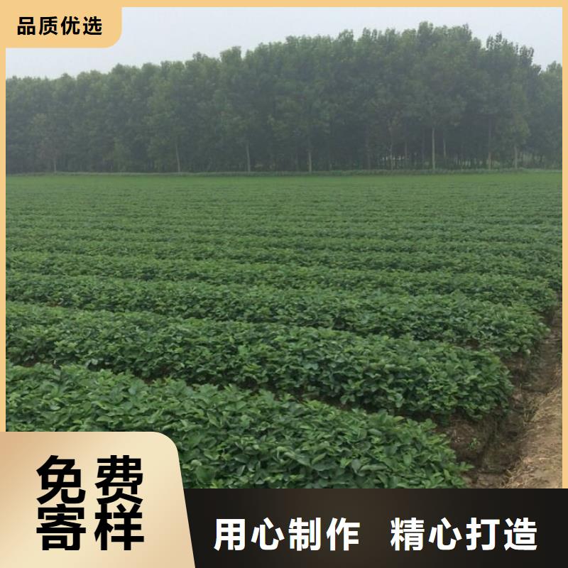 【草莓苗】红蜜桃树苗诚信经营质量保证