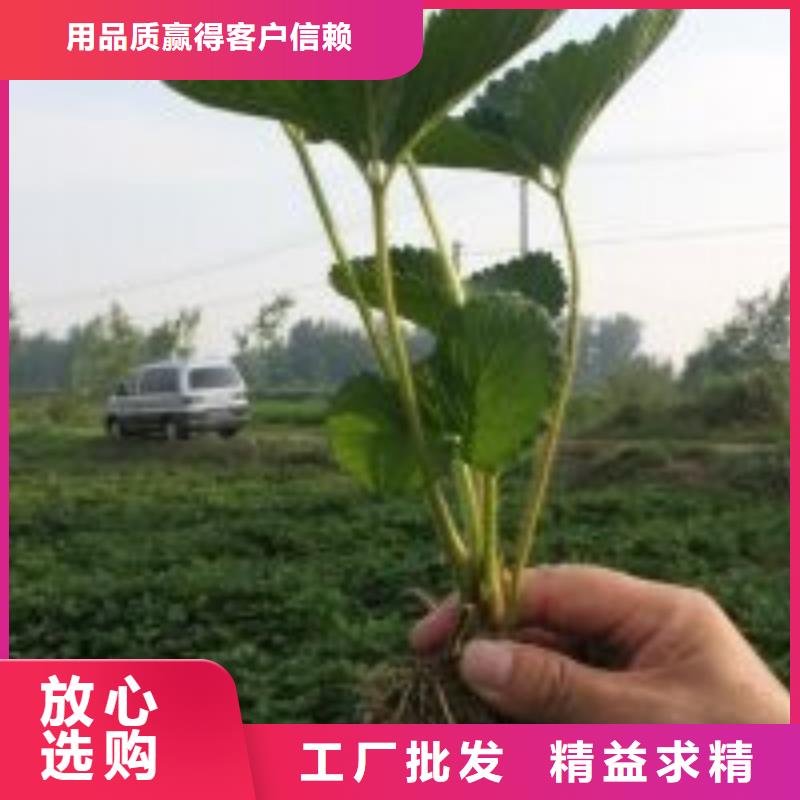 一年生红99草莓苗，红99草莓苗厂家供应