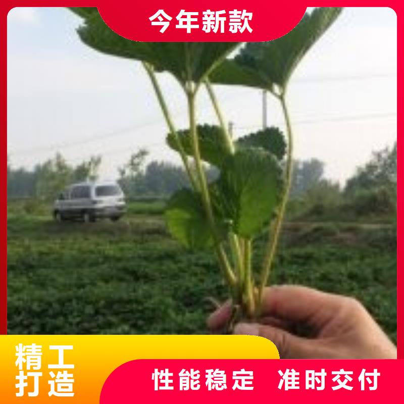 白果草莓苗低价批发