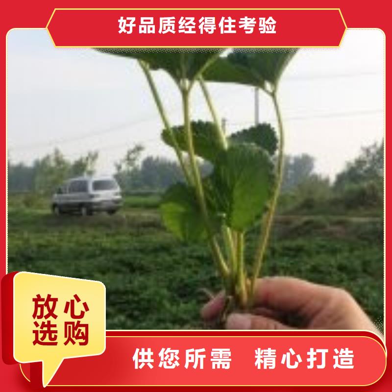 白果草莓苗哪里有批发的